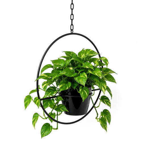 Metalowy kwietnik wiszący z regulowanym łańcuchem 100 cm. Idealny do salonu, biura, restauracji, na balkon lub taras. Trwała konstrukcja z pręta stalowego 6 mm.