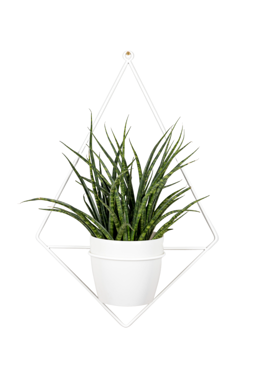 Diament  3 .png